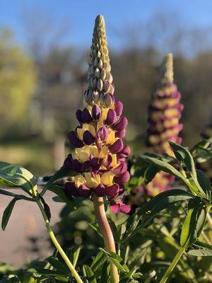 One of our favorite perennials-Lupine