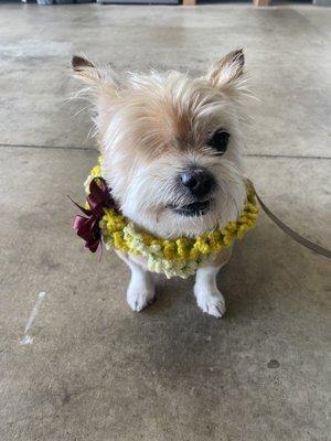 Nicely groomed Oliver before we moved off island