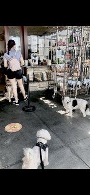 Fendi and dogs in line for doggy bakery treats