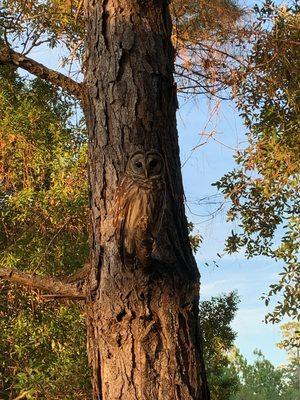 On an Audubon Certified Sanctuary like ours, you never know whooo you will see!  This Bard Owl blends in perfectly.