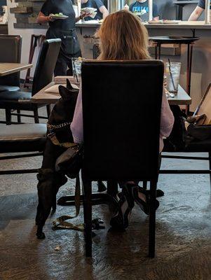 Dog in restaurant, really?