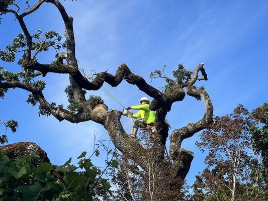 Crown Cleaning a 300 yr. old Heritage Oak Tree