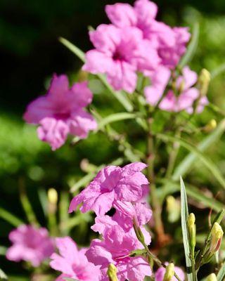 Purple flowers