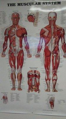 Your Muscles and body. 
Marissa is a  Professional  Integrative Massage Therapist.