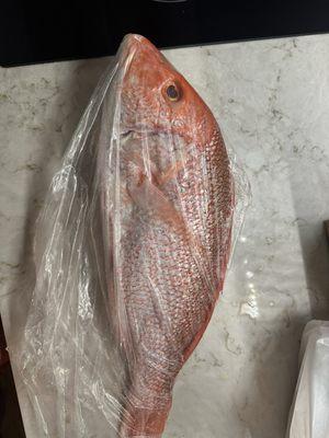 Fresh whole red snapper