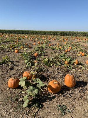 Pumpkin patch