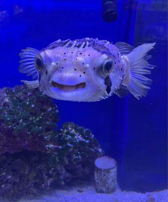 a PORCUPINE PUFFER fish!