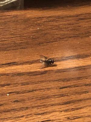 The dead fly that inhabited our table.