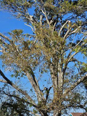 Lopez Tree Service