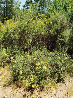 Ojai Valley Land Conservancy