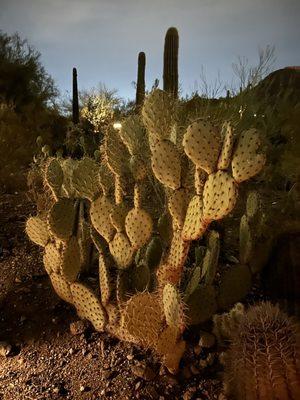 Another beautiful cactus