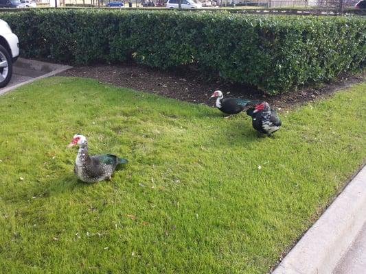 Where else can you find ducks in front of the store?  lol ;)