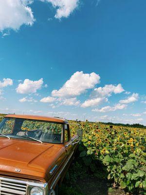 Sunflower fields and truck