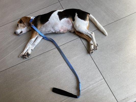 Max laying down after a long walk in hot sun.