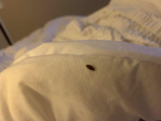 Bed bug