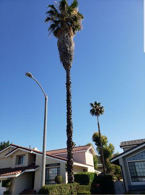 Want your palm like this tall  trimm? We have the right equipment to doit.