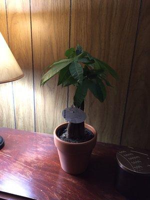 My baby money tree(purchased at Aldi)