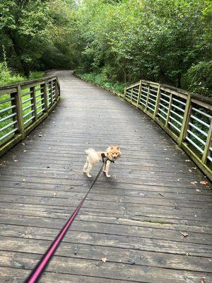 Camp Creek Greenway Trail