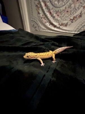 NOODLE (the gecko i purchased from the shop)