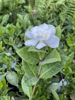 White gardenia