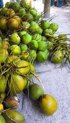 Coconuts to drink and eat!