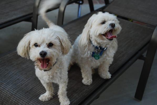 Boomer and Bear