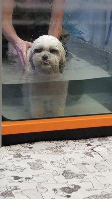 Water treadmill therapy