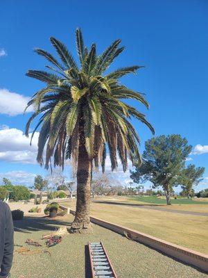 (Before)  Large Canary island palm in Sun City West, AZ.