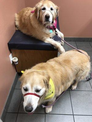 Poppy & Heidi, my Golden Girls being examined today...