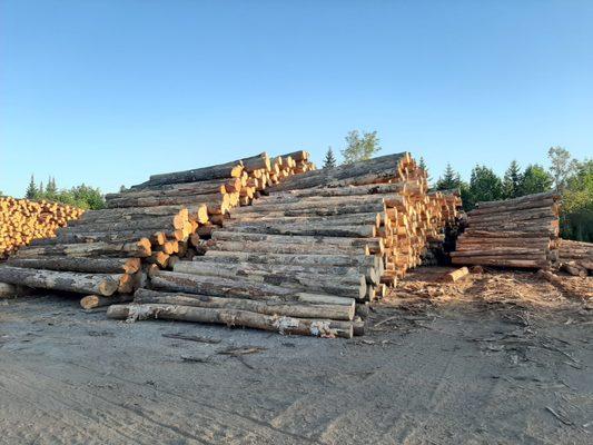 Buying Hardwood Logs