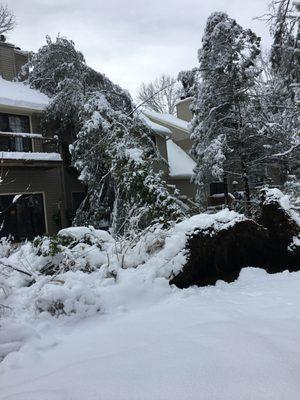 I wish we had the after picture, but we remove storm damaged trees and uprooted stumps from houses and condo associations too.