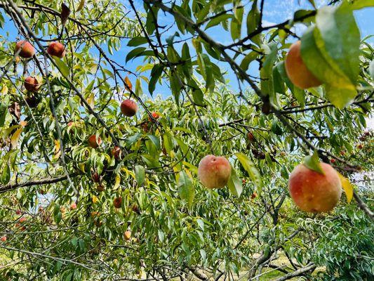 Crooked Run Orchard