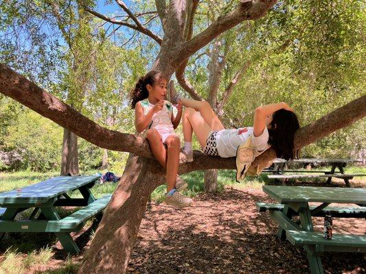 Chilling in everyone's favorite climbing tree