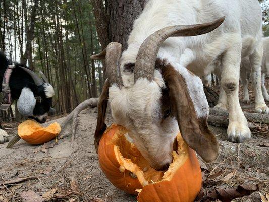 Goats eating pumpkins donated by area neighbors