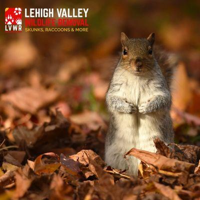 Lehigh Valley Wildlife Removal