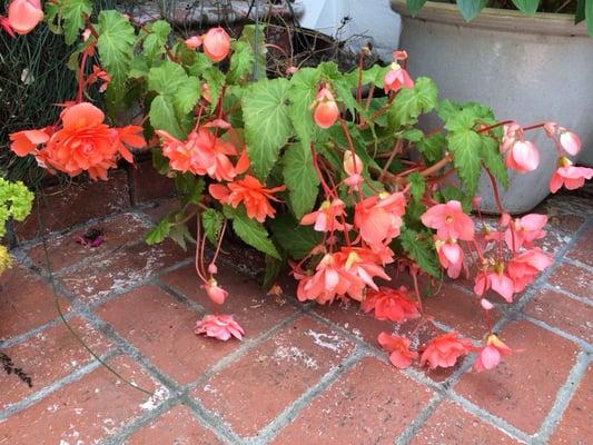 Beautiful Begonia!