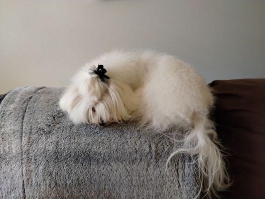 This is my Maltese