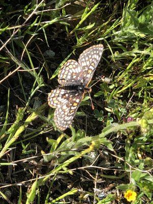 3/27/21 endangered bay checkerspot butterfly