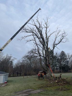 Huge Siberian elm, mostly dead