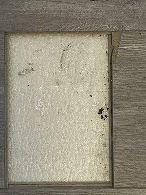 Loose floorboards, bugs, droppings