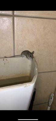 Mouse in the women's restroom, he's kinda cute so I'll give them that.