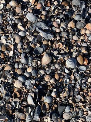 Lots of shells on this beach! Much better than Orange beach or Florida!