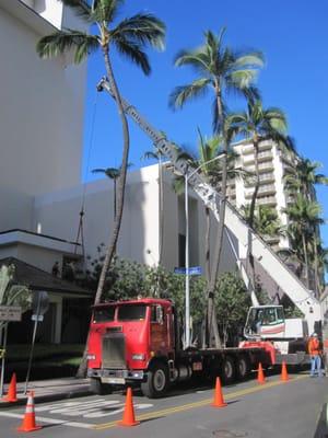 Working downtown Waikiki.