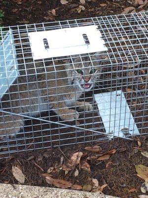 This is a bobcat we humanly trapped in Frisco, TX. We relocated the bobcat and gave him a safe home far away from people!