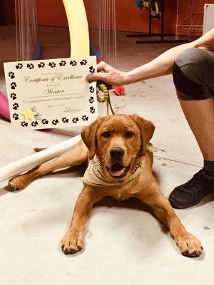 Winston's Puppy Class Graduation