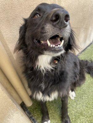 Riley smiling at Camp Bow Wow.