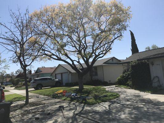 This is the "after" photo after the overhanging branches have been shortened and the interior of the tree opened up.