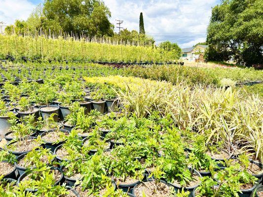 Fruit trees and Flax Lily