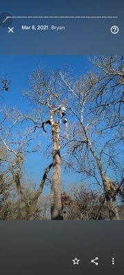 Pepe is way up there on a post oak