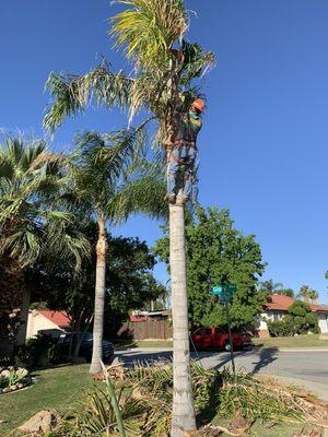 Palm Tree Trim